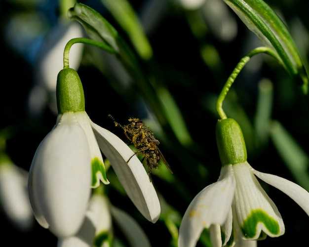 Colchicine met diclofenac