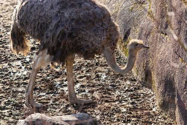 Diclofenac affecting vultures