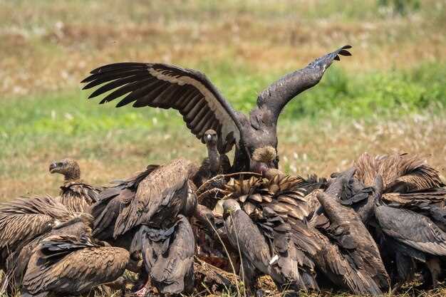 Vultures affecting by diclofenac